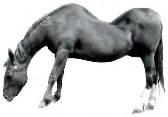 Black-and-white photograph of a horse standing with its head lowered to the ground.