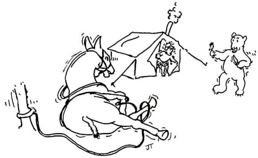 Pen-and-ink cartoon of a burro tangled in rope beside a wall tent, braying at a bear that rears up on its hind legs a short distance away.
