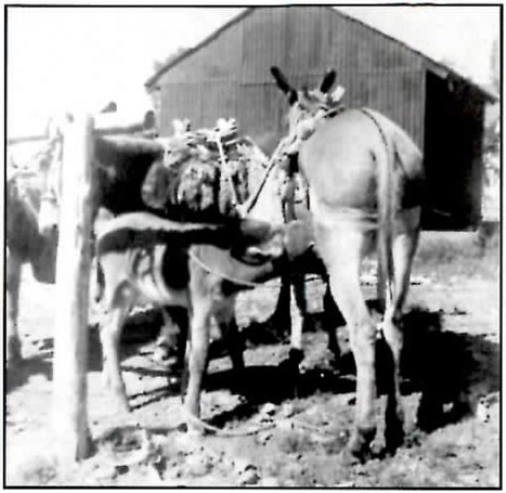 Black-and-white photograph of a loaded pack burro standing close beside a smaller young burro next to a wooden post, in front of a large plank shed.